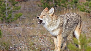 Des grizzlys et des loups photo