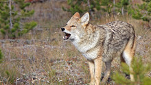 Des grizzlys et des loups photo