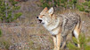 Des grizzlys et des loups
