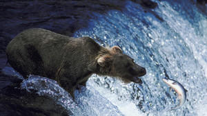 DES GRIZZLYS ET DES LOUPS