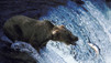 Des grizzlys et des loups