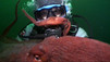 Massive Cephalopods