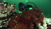 Massive Cephalopods