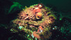 Massive Cephalopods