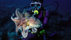 Massive Cephalopods