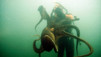 Massive Cephalopods