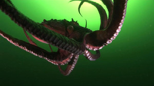 Massive Cephalopods photo