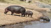 Africa: paradiso perduto