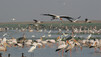 Africa: paradiso perduto