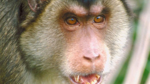 WORLD'S DEADLIEST ANIMALS