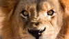 World's Deadliest Animals
