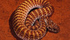 World's Deadliest Animals