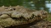 World's Deadliest Animals