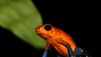World's Deadliest Animals