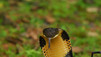 World's Deadliest Animals