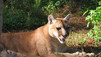 World's Deadliest Animals