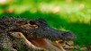 World's Deadliest Animals