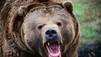 World's Deadliest Animals