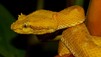 World's Deadliest Animals