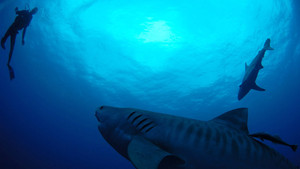 Underwater life photo