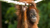 Great Apes With Michelle Yeoh