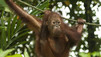 Great Apes With Michelle Yeoh
