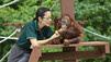 Great Apes With Michelle Yeoh