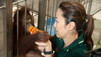 Great Apes With Michelle Yeoh