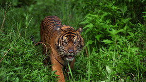 World's Deadliest Animals photo