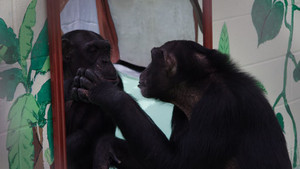 Human Ape photo