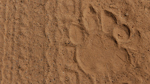 THE TIGER TRADE