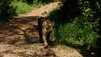 The Tiger Trade