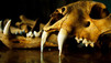 The Tiger Trade