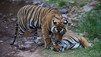 The Tiger Trade