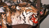 The Tiger Trade