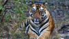 The Tiger Trade
