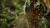 The Tiger Trade
