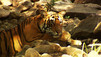 The Tiger Trade