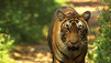 The Tiger Trade