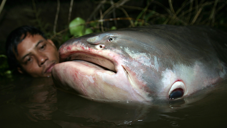 Monster Fish
