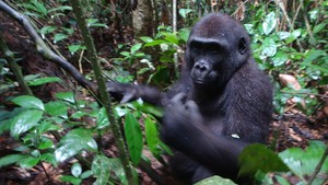Mystiska gorillor foto