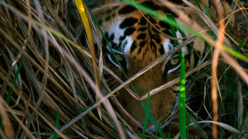 The Tiger Trade