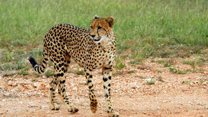 Predators photo