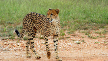 Predators foto
