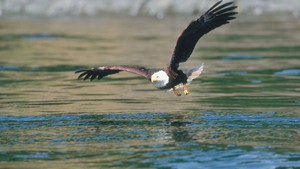 I predatori del cielo foto
