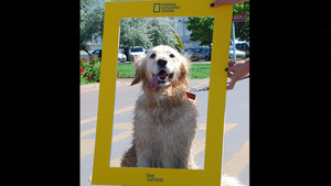"NGC KÖPEĞİNİZLE BERABER FOTOĞRAFINIZI ÇEKİYOR" ETKİNLİĞİ FOTOĞRAFLARI CADDEBOSTAN SAHİL