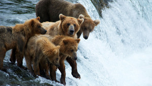 Expedition Kodiak photo