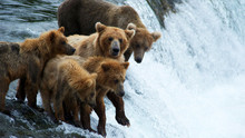 Expedition Kodiak photo