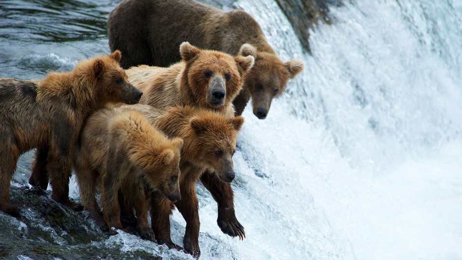 Expedition Kodiak