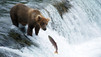 Expedition Kodiak